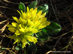 Leobordea corymbosa