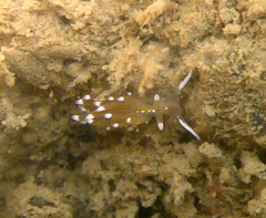 Sakuraeolis enosimensis