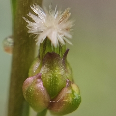 Triglochin palustris