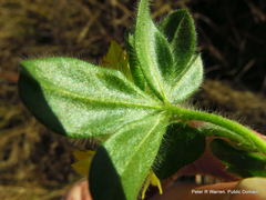 Leobordea corymbosa