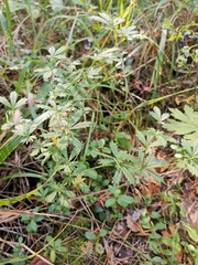 Potentilla erecta