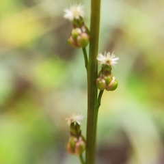 Triglochin palustris