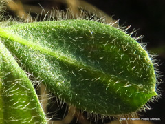 Leobordea corymbosa
