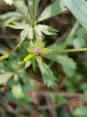 Potentilla erecta