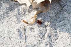 Eurydema spectabilis