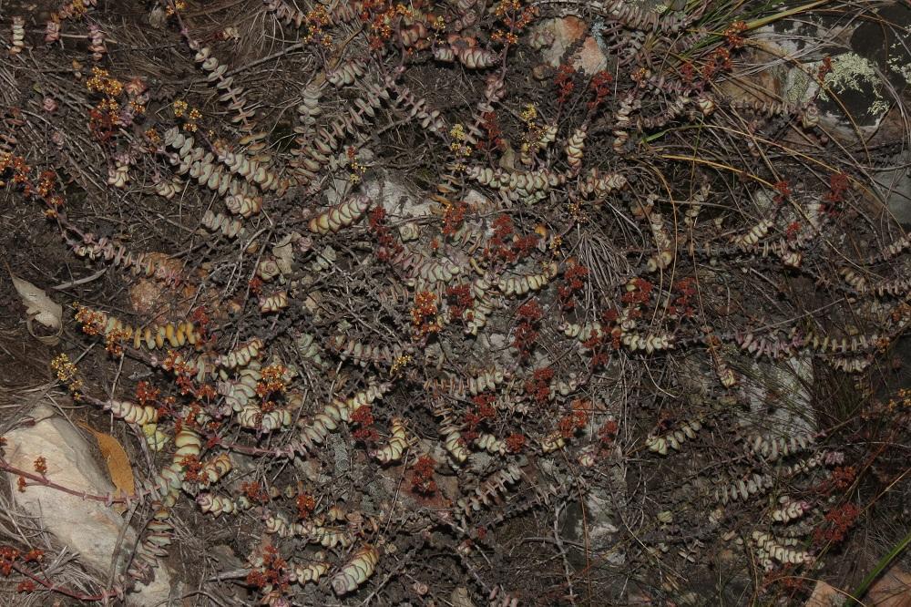 Concertina Plant from Cloud Cottage, Prince Alfreds Pass on March 24