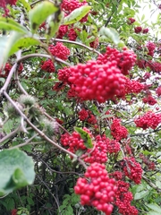 Sambucus sibirica