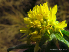Leobordea corymbosa