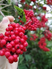 Sambucus sibirica