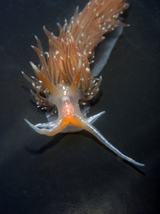 Sakuraeolis enosimensis