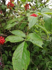 Sambucus sibirica