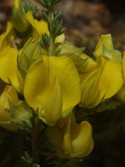 Aspalathus citrina