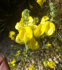 Aspalathus citrina
