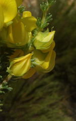 Aspalathus citrina