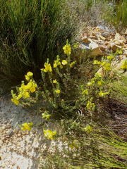 Aspalathus citrina