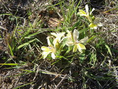 Babiana patula