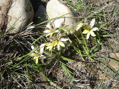 Babiana patula