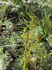 Artemisia palustris