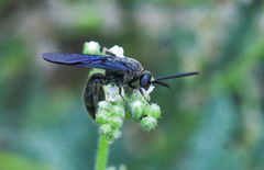 Scolia