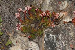 Crassula rubricaulis