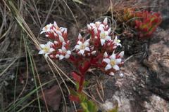 Crassula rubricaulis