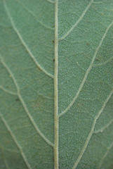 Philenoptera violacea