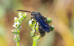Scolia