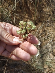 Euphorbia falcata