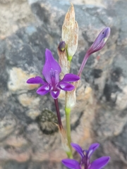 Sparaxis metelerkampiae