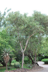 Philenoptera violacea