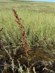 Rumex pseudonatronatus