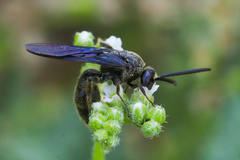 Scolia