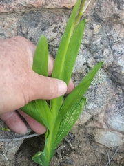 Sparaxis metelerkampiae