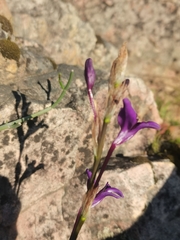 Sparaxis metelerkampiae