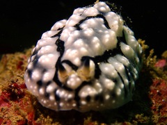 Image of Phyllidiopsis fissurata