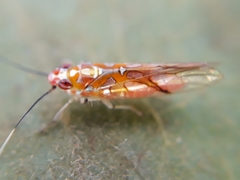 Neocoelidiinae