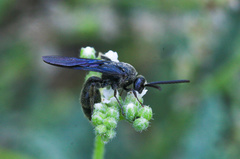 Scolia