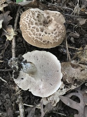 Sarcodon quercinofibulatus