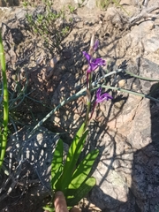 Sparaxis metelerkampiae