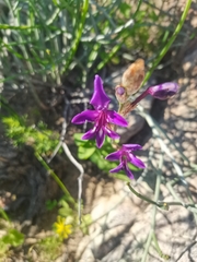 Sparaxis metelerkampiae