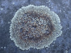 Protoparmeliopsis muralis