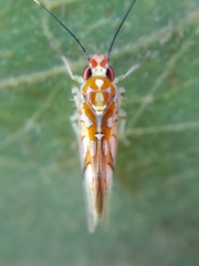 Neocoelidiinae
