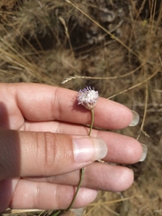 Cephalaria transsylvanica