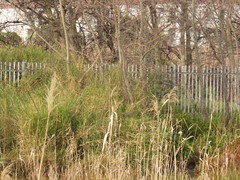 Echinochloa pyramidalis