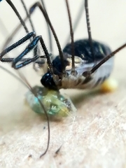 Mitostoma chrysomelas