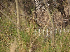 Echinochloa pyramidalis