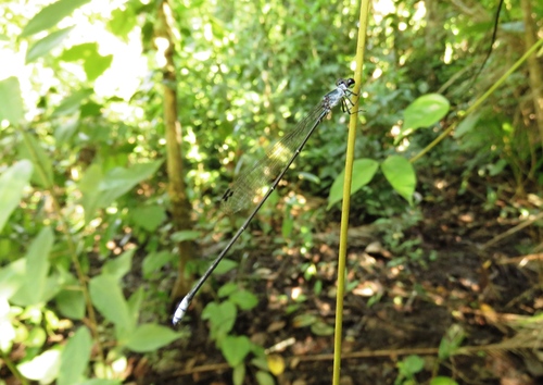 Aceratobasis cornicauda