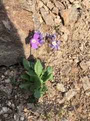 Primula amoena