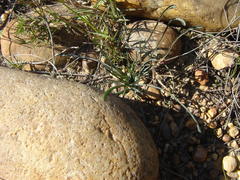 Euphorbia silenifolia