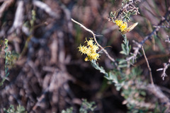 Chrysothamnus depressus